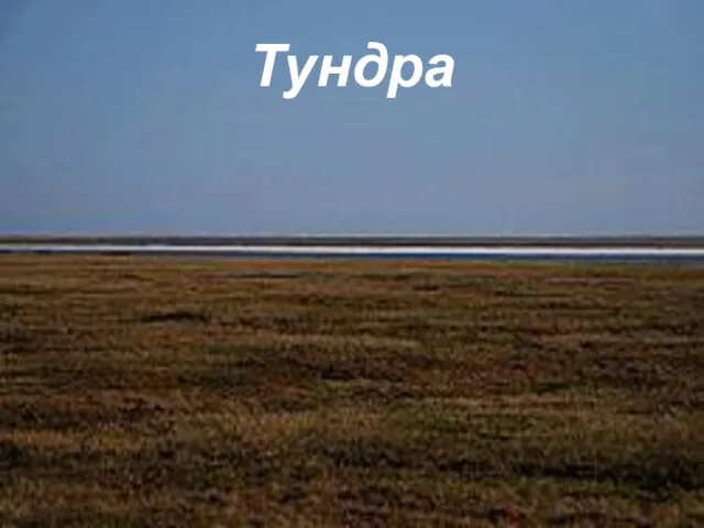 Тундра