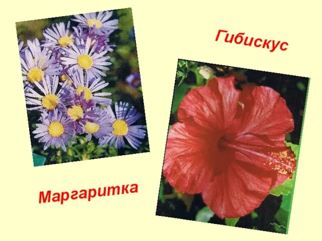 Гибискус Маргаритка