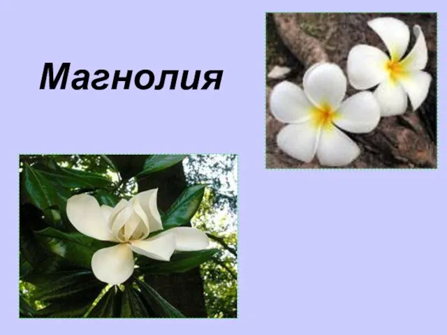 Магнолия