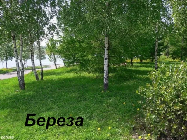 Береза