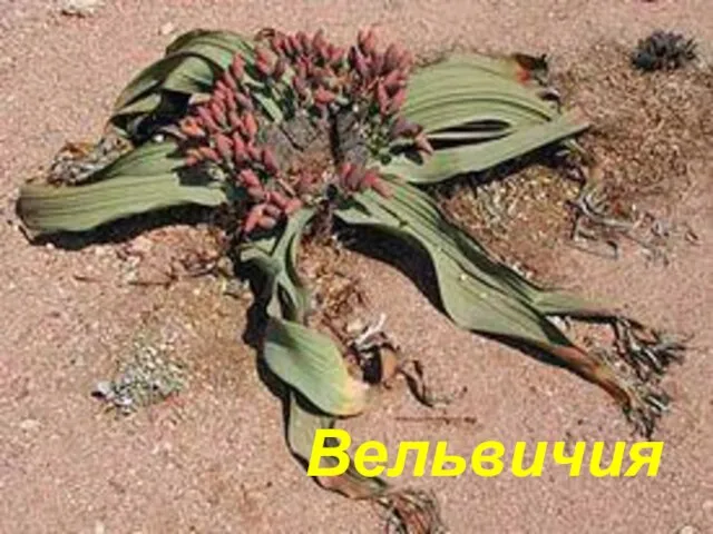 Вельвичия