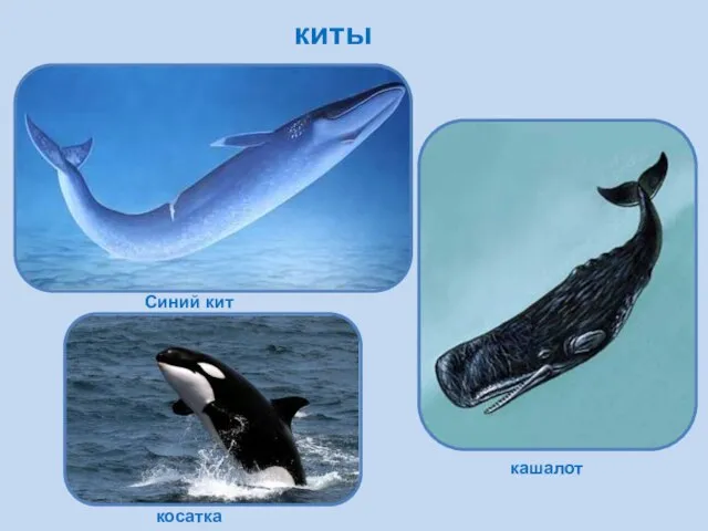 киты Синий кит кашалот косатка