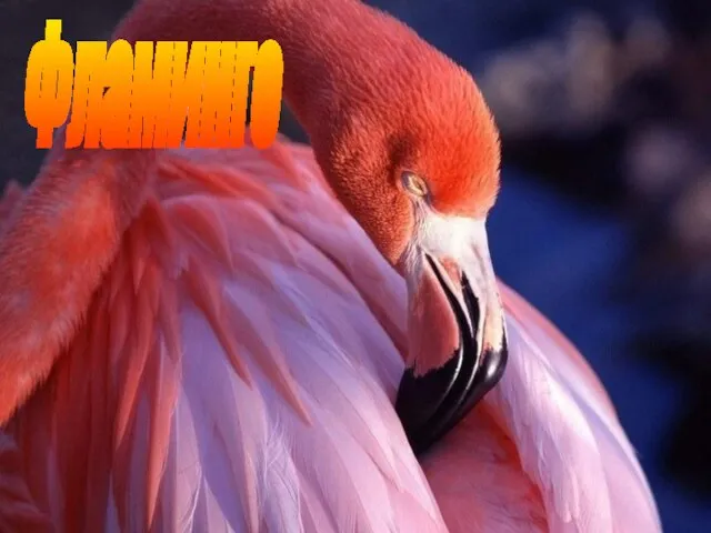 Ф Фламинго