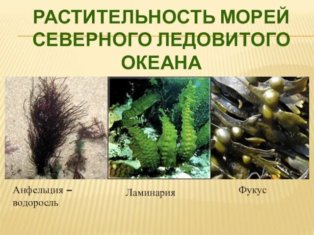 Анфельция – водоросль Растительность морей Северного ледовитого океана Ламинария Фукус