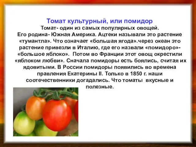 Томат культурный, или помидор Томат- один из самых популярных овощей. Его родина-