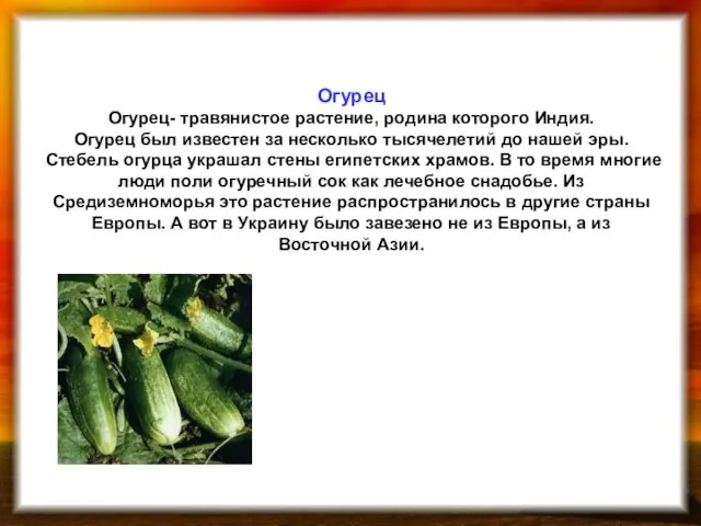 Огурец Огурец- травянистое растение, родина которого Индия. Огурец был известен за несколько