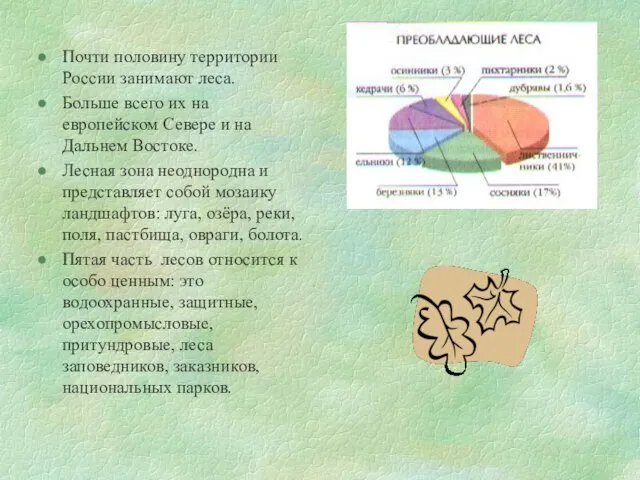 Почти половину территории России занимают леса. Больше всего их на европейском Севере