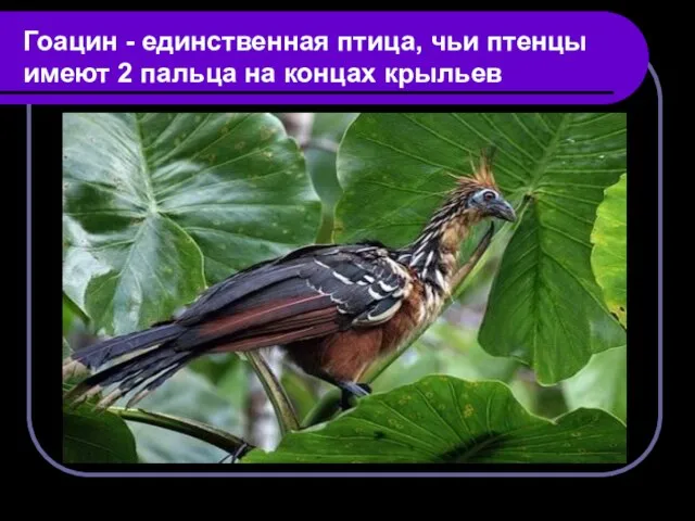 Гоацин - единственная птица, чьи птенцы имеют 2 пальца на концах крыльев