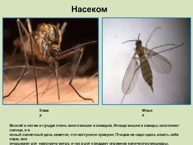 Насекомые Комар Мошка Весной и летом в тундре очень много мошек и