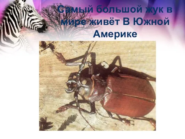 Самый большой жук в мире живёт В Южной Америке