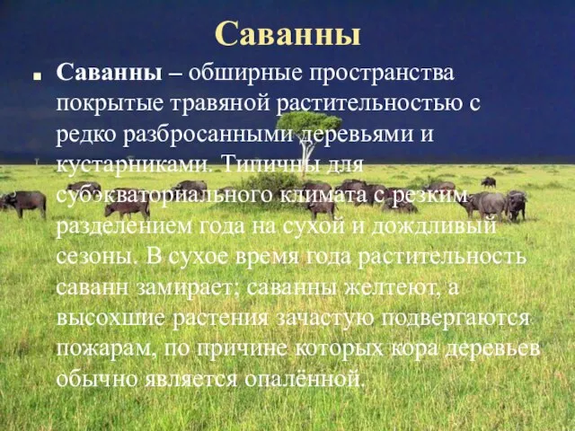 Саванны Саванны – обширные пространства покрытые травяной растительностью с редко разбросанными деревьями