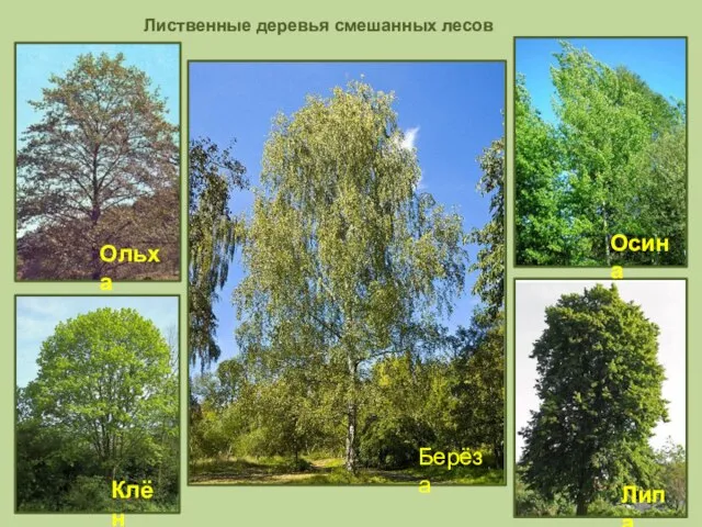 Лиственные деревья смешанных лесов Берёза Ольха Осина Клён Липа