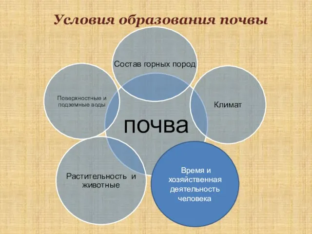 Условия образования почвы Время и хозяйственная деятельность человека