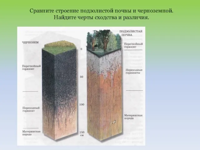 Сравните строение подзолистой почвы и черноземной. Найдите черты сходства и различия.