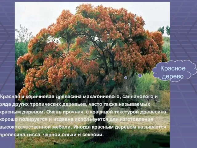 Красная и коричневая древесина махагониевого, саппанового и ряда других тропических деревьев, часто