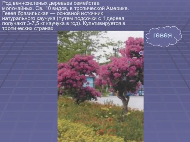 Род вечнозеленых деревьев семейства молочайных. Св. 10 видов, в тропической Америке. Гевея