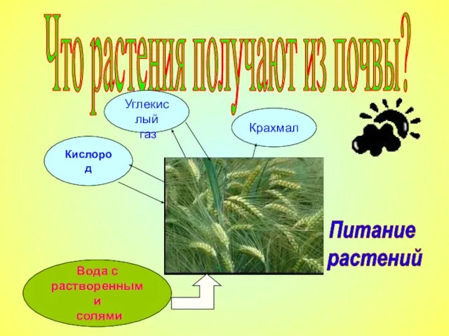 Что растения получают из почвы? Питание растений Вода с растворенными солями Углекислый газ Кислород Крахмал