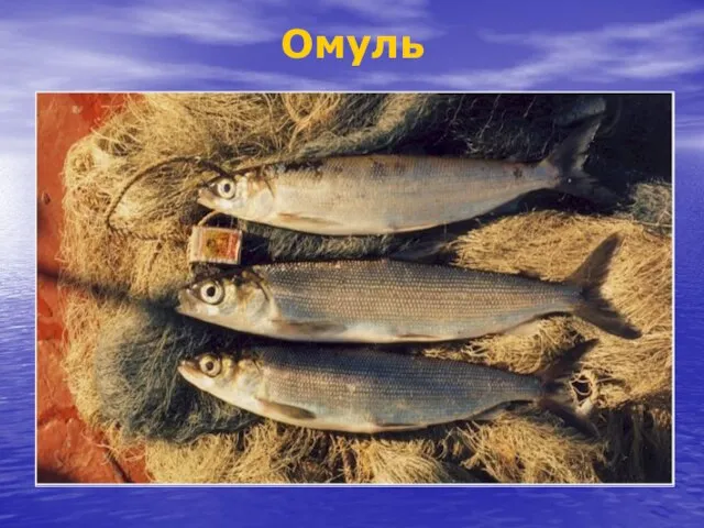 Омуль