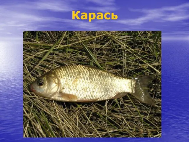 Карась