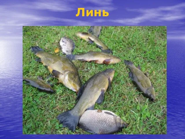 Линь