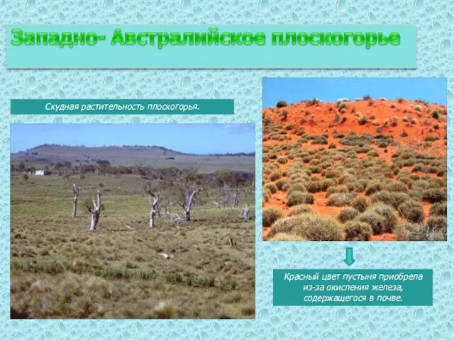 Скудная растительность плоскогорья. Красный цвет пустыня приобрела из-за окисления железа, содержащегося в почве.