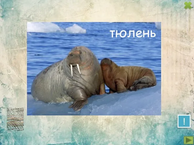 ! тюлень