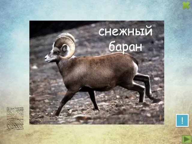 ! снежный баран