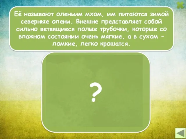 Её называют оленьим мхом, им питаются зимой северные олени. Внешне представляет собой