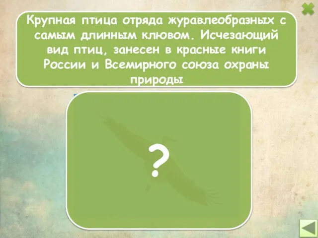 Крупная птица отряда журавлеобразных с самым длинным клювом. Исчезающий вид птиц, занесен