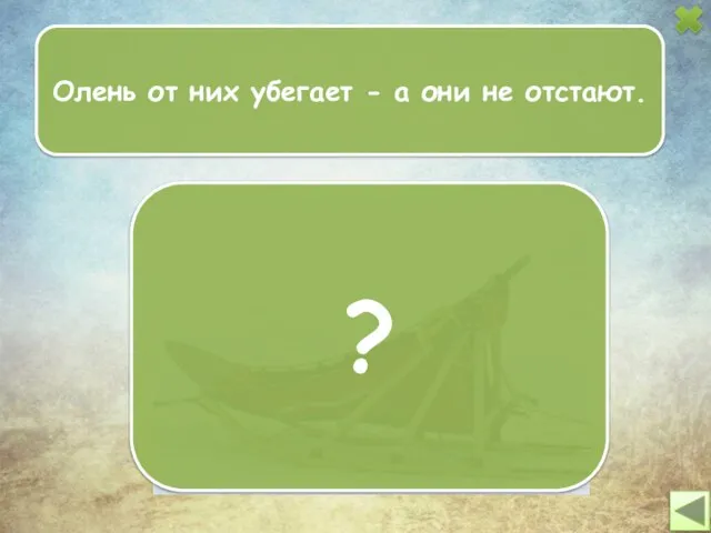 Олень от них убегает - а они не отстают. ?