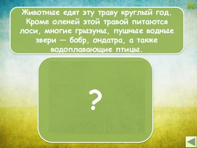 Животные едят эту траву круглый год. Кроме оленей этой травой питаются лоси,