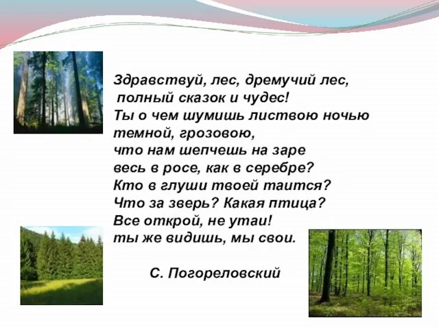 Здравствуй, лес, дремучий лес, полный сказок и чудес! Ты о чем шумишь