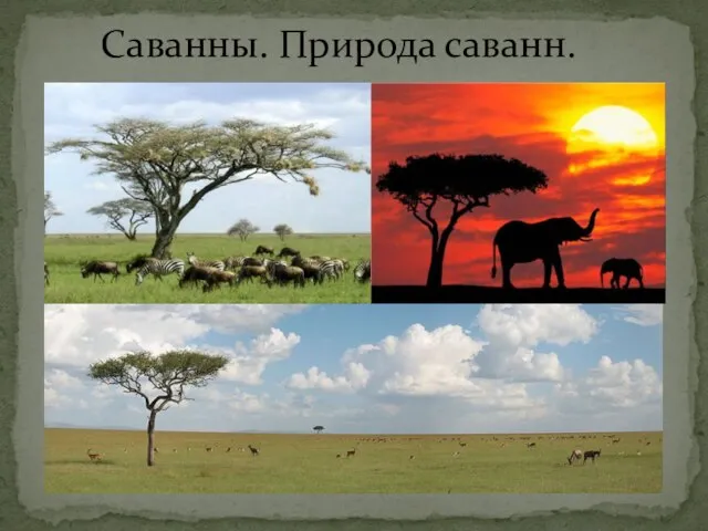 Саванны. Природа саванн.