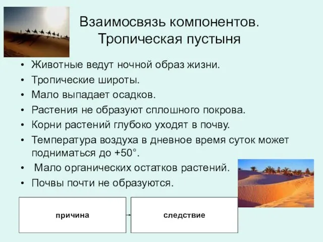 Взаимосвязь компонентов. Тропическая пустыня Животные ведут ночной образ жизни. Тропические широты. Мало