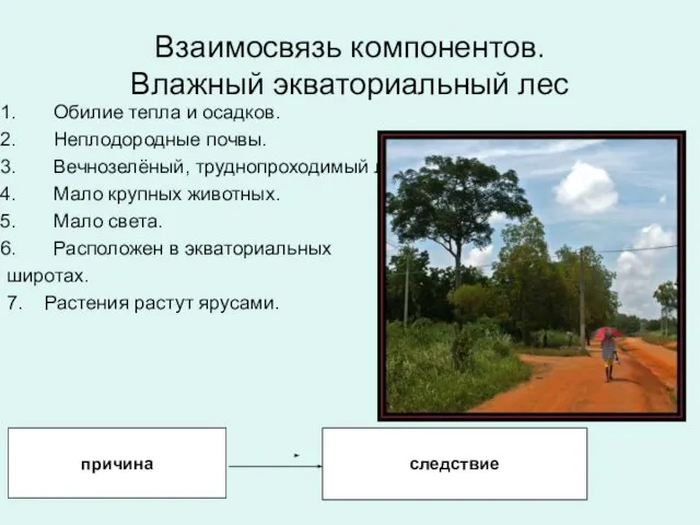 Взаимосвязь компонентов. Влажный экваториальный лес Обилие тепла и осадков. Неплодородные почвы. Вечнозелёный,