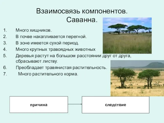 Взаимосвязь компонентов. Саванна. Много хищников. В почве накапливается перегной. В зоне имеется