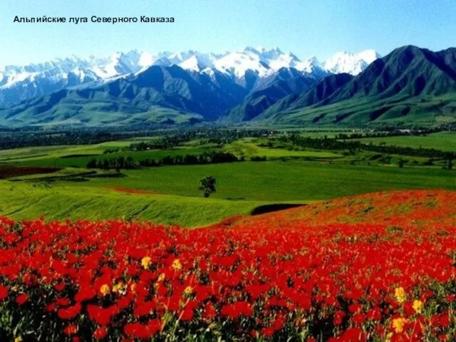 Альпийские луга Северного Кавказа