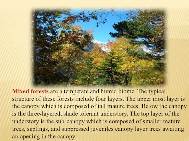 Mixed forests are a temperate and humid biome. The typical structure of