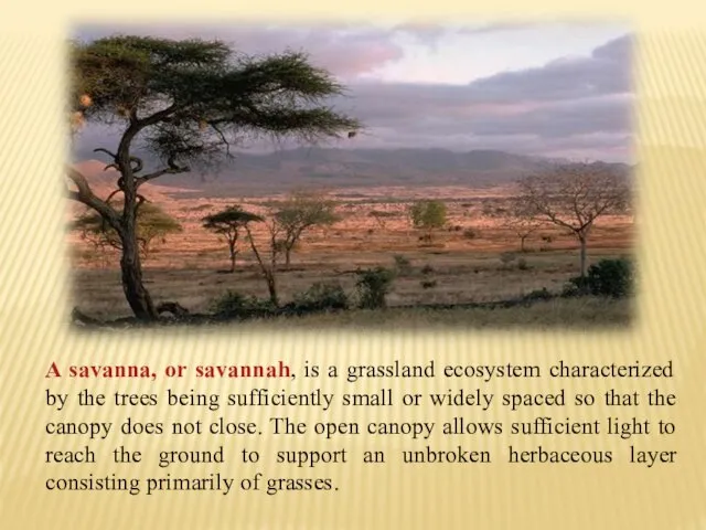 A savanna, or savannah, is a grassland ecosystem characterized by the trees
