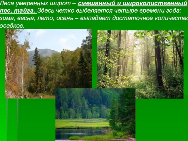 Леса умеренных широт – смешанный и широколиственный лес, тайга. Здесь четко выделяется