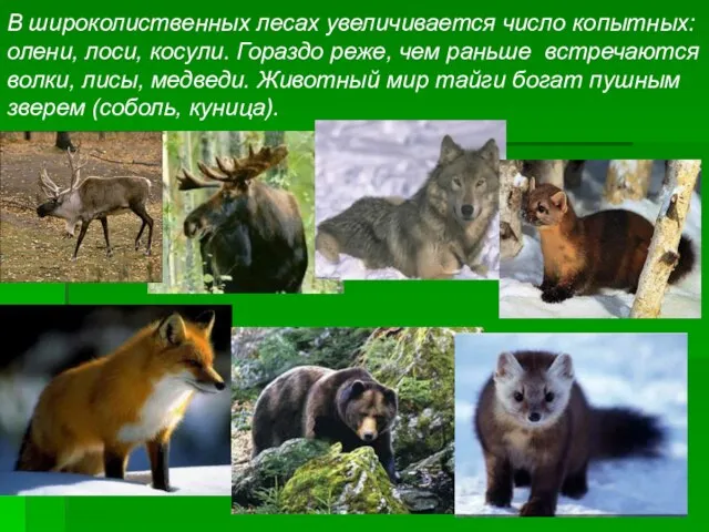 В широколиственных лесах увеличивается число копытных: олени, лоси, косули. Гораздо реже, чем