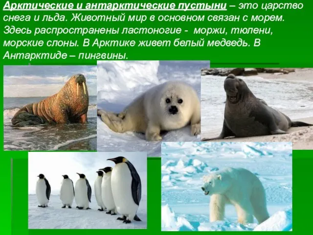 Арктические и антарктические пустыни – это царство снега и льда. Животный мир