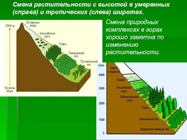 5000 – Смена растительности с высотой в умеренных (справа) и тропических (слева)