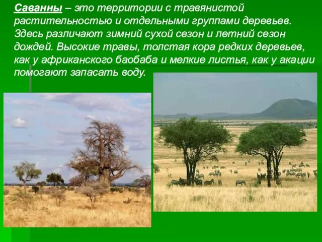 Саванны – это территории с травянистой растительностью и отдельными группами деревьев. Здесь