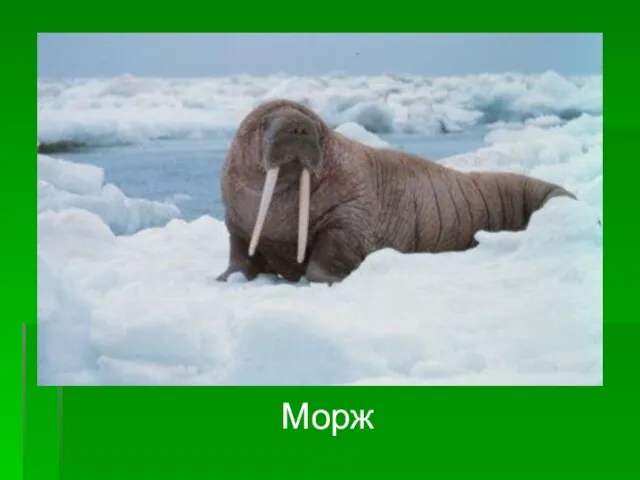 Морж