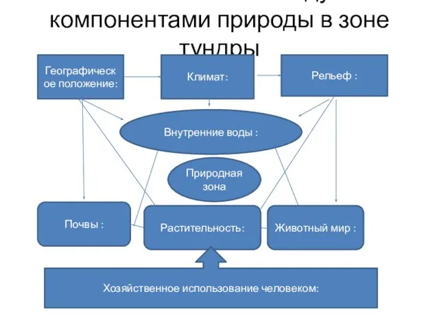 Зависимость между компонентами природы в зоне тундры Географическое положение: Климат: Рельеф :