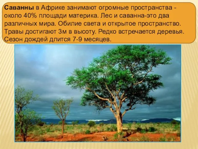Саванны в Африке занимают огромные пространства -около 40% площади материка. Лес и