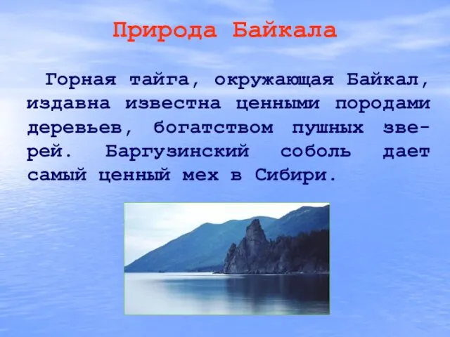 Природа Байкала Горная тайга, окружающая Байкал, издавна известна ценными породами деревьев, богатством