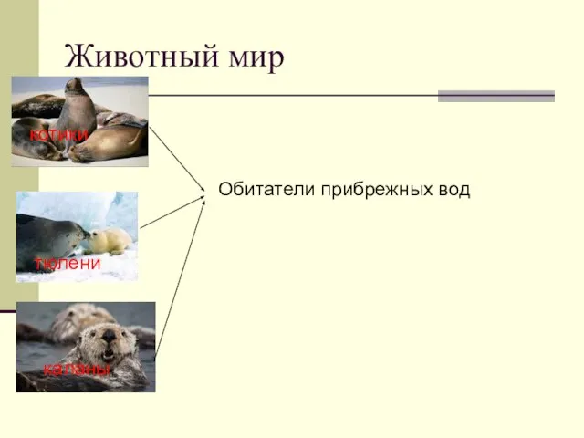 Животный мир котики тюлени каланы Обитатели прибрежных вод