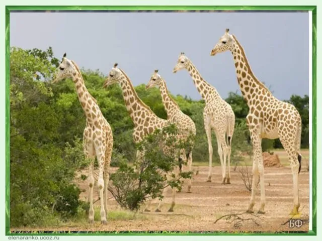 В нигерийских лесах сохранилось мало крупных млекопитающих: слонов, жирафов, носорогов. Более распространены